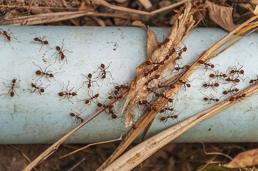 Ant extermination service in Seattle WA